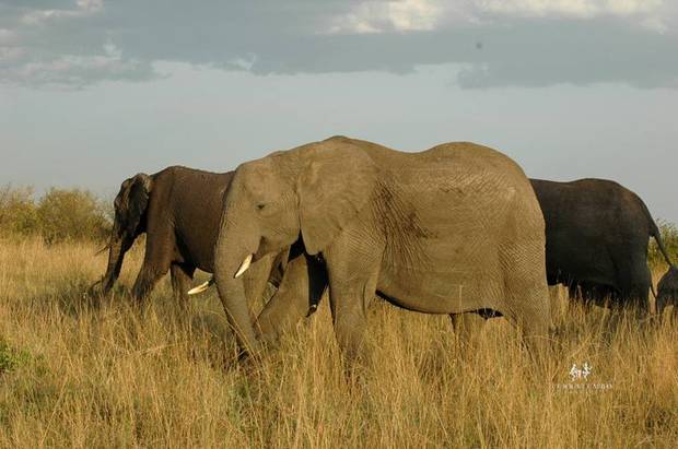 Elephants on the move