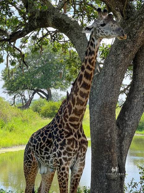 Giraffe among the acacias